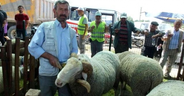 İvrindi’de 170 kiloluk koçlar ilgi odağı oldu