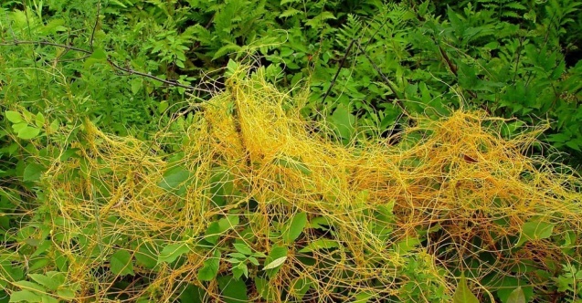 Müdür Görentaş’tan çiftçilere küsküt yabancı otu uyarısı