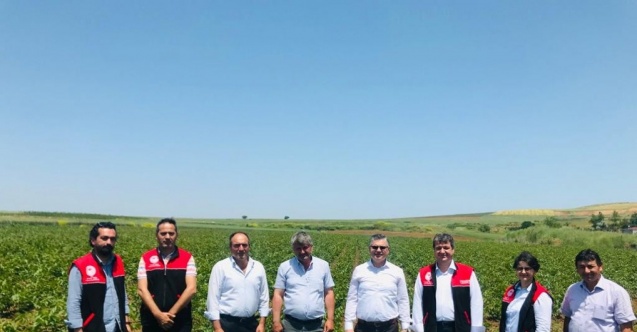 Ceviz fidanları bir çok ülkeye ihrac ediliyor