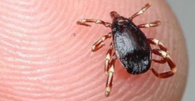 Doğada bulunurken kene popülâsyonuna dikkat!