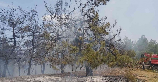 Bilecik’te orman yangını korkuttu