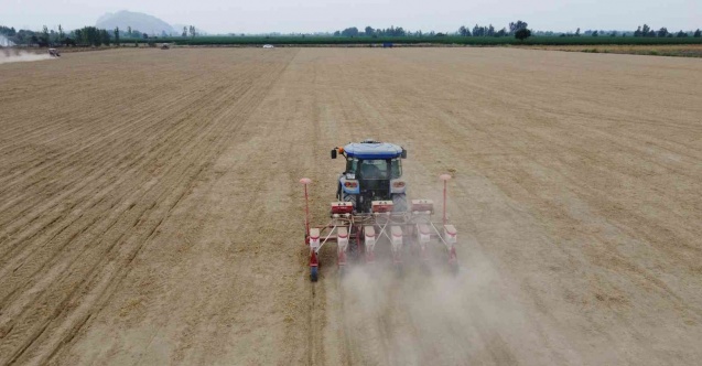 Çukurova’da yer fıstığı ekimi başladı