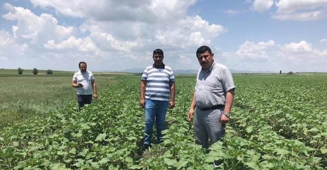 Beyşehir’de ayçiçeği ve nohut ekili alanlarda inceleme