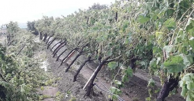 Manisa’da şiddetli dolu yağışı bağlarda zarara yol açtı