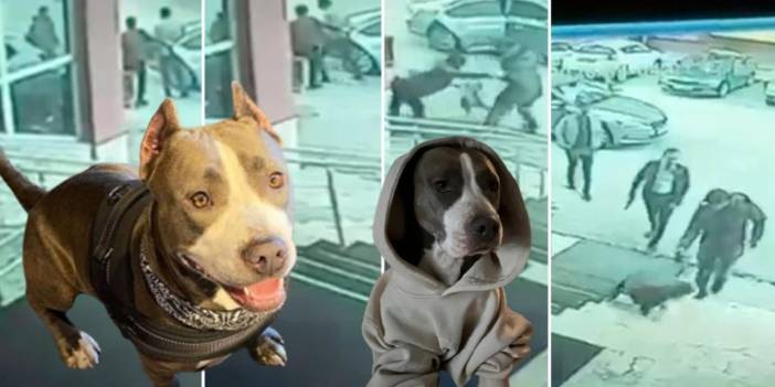 Erzurum'da Kaymakama Pitbul Köpekli Saldırı