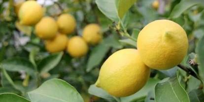 Limon Fiyatları Uçtu: Kilosu 180 TL, Tanesi 24 TL!
