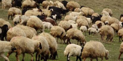 Köylüye 150 Bin Koyun ve Aylık 15 Bin TL Destek Verilecek